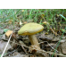 Мицелий Моховика зеленого (Xerocomus subtomentosus)